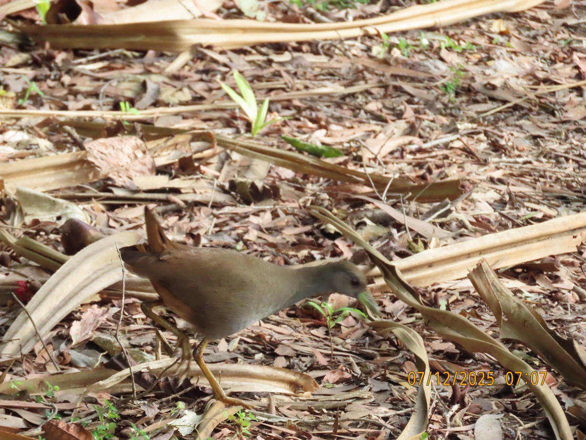 Roststeiß-Kielralle - ML646488491