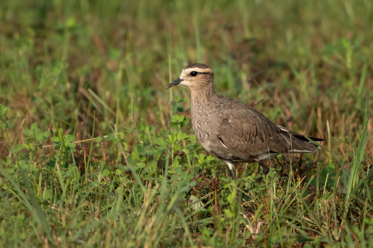 Avefría Sociable - ML646488492