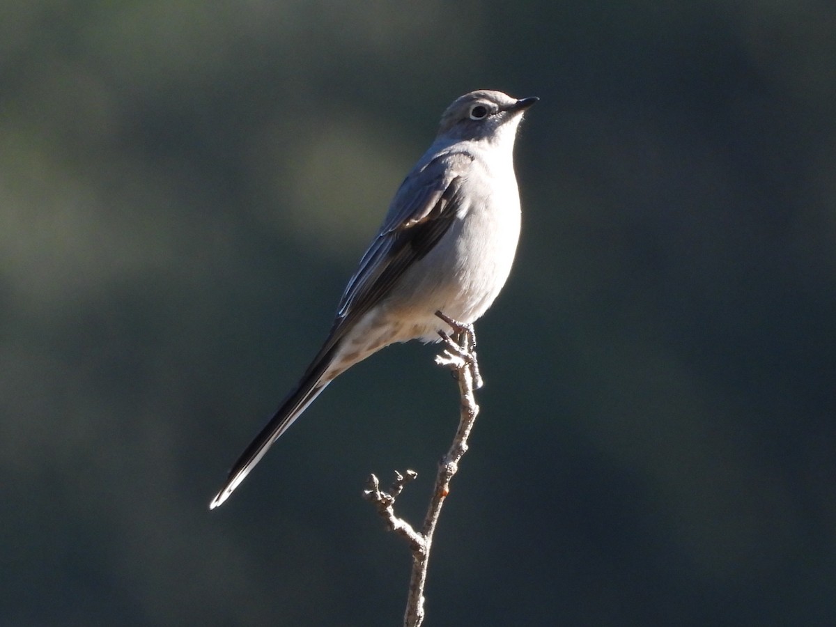 lesňák západní - ML646488495