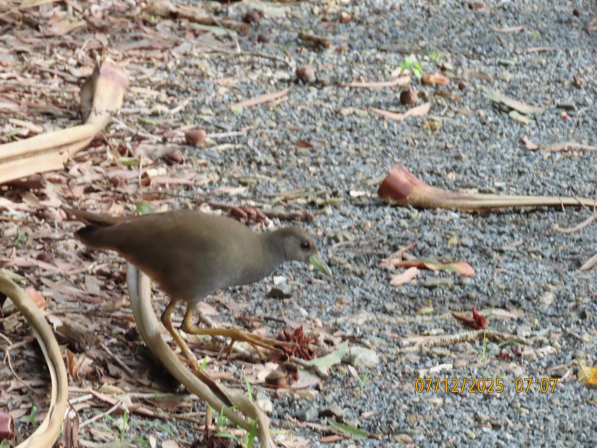 Roststeiß-Kielralle - ML646488498