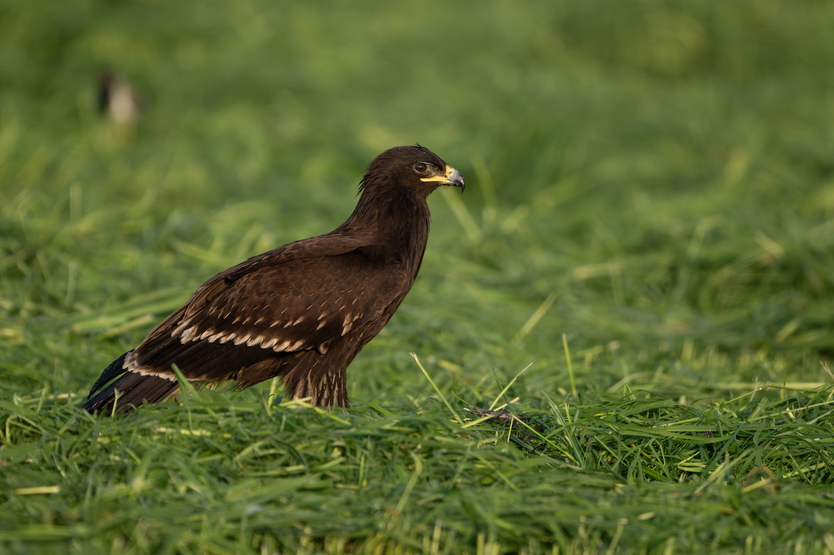 Greater Spotted Eagle - ML646488501