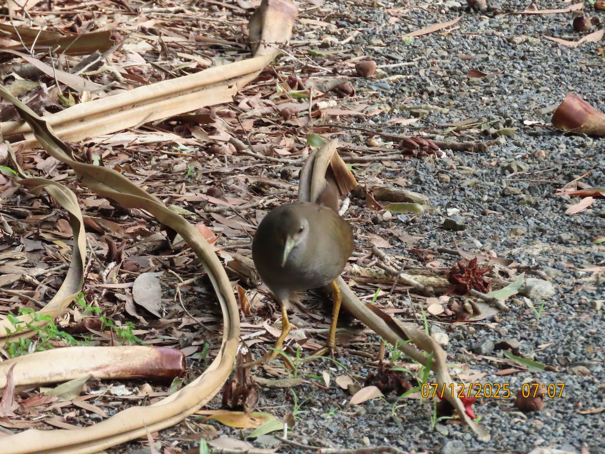 Roststeiß-Kielralle - ML646488502