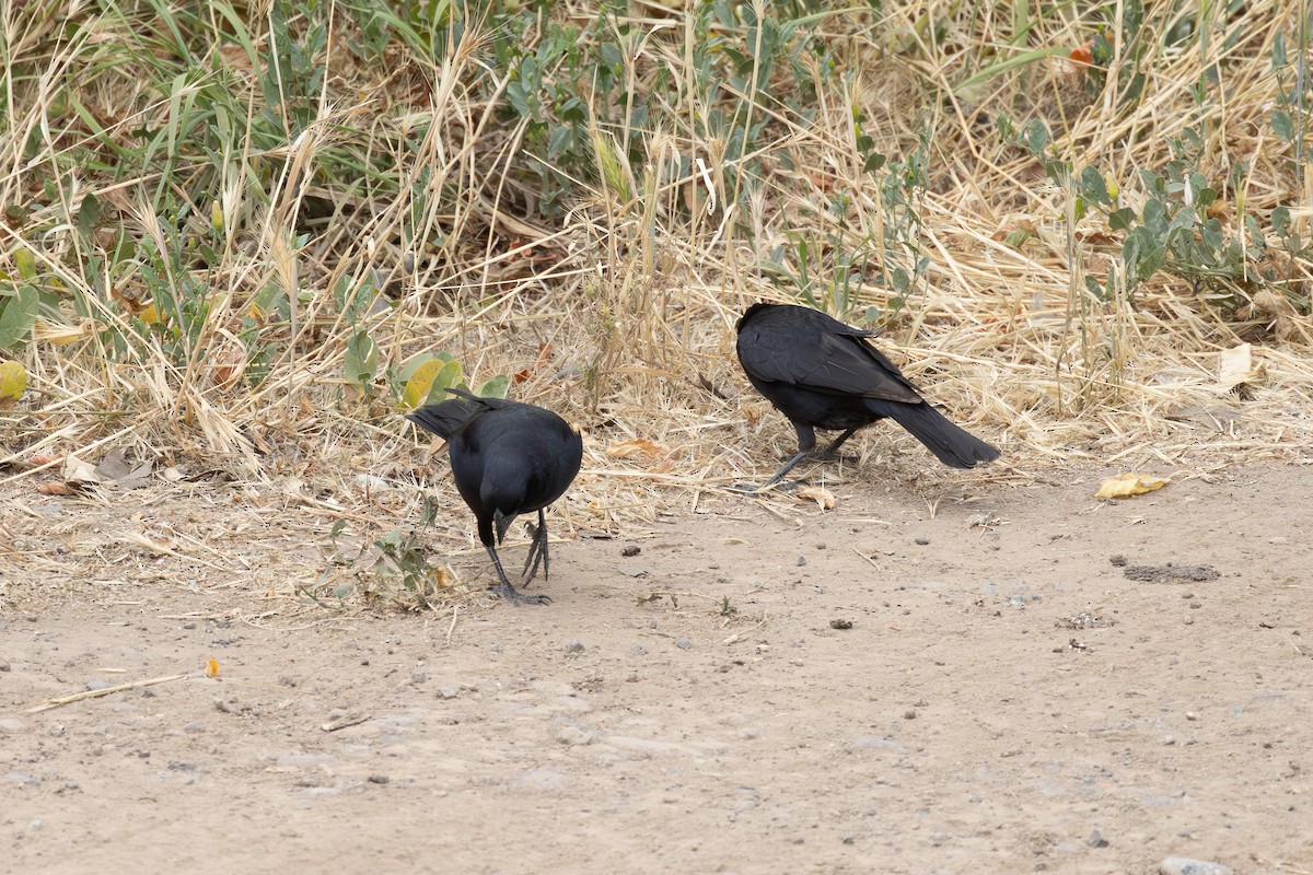 Screaming Cowbird - ML646488505