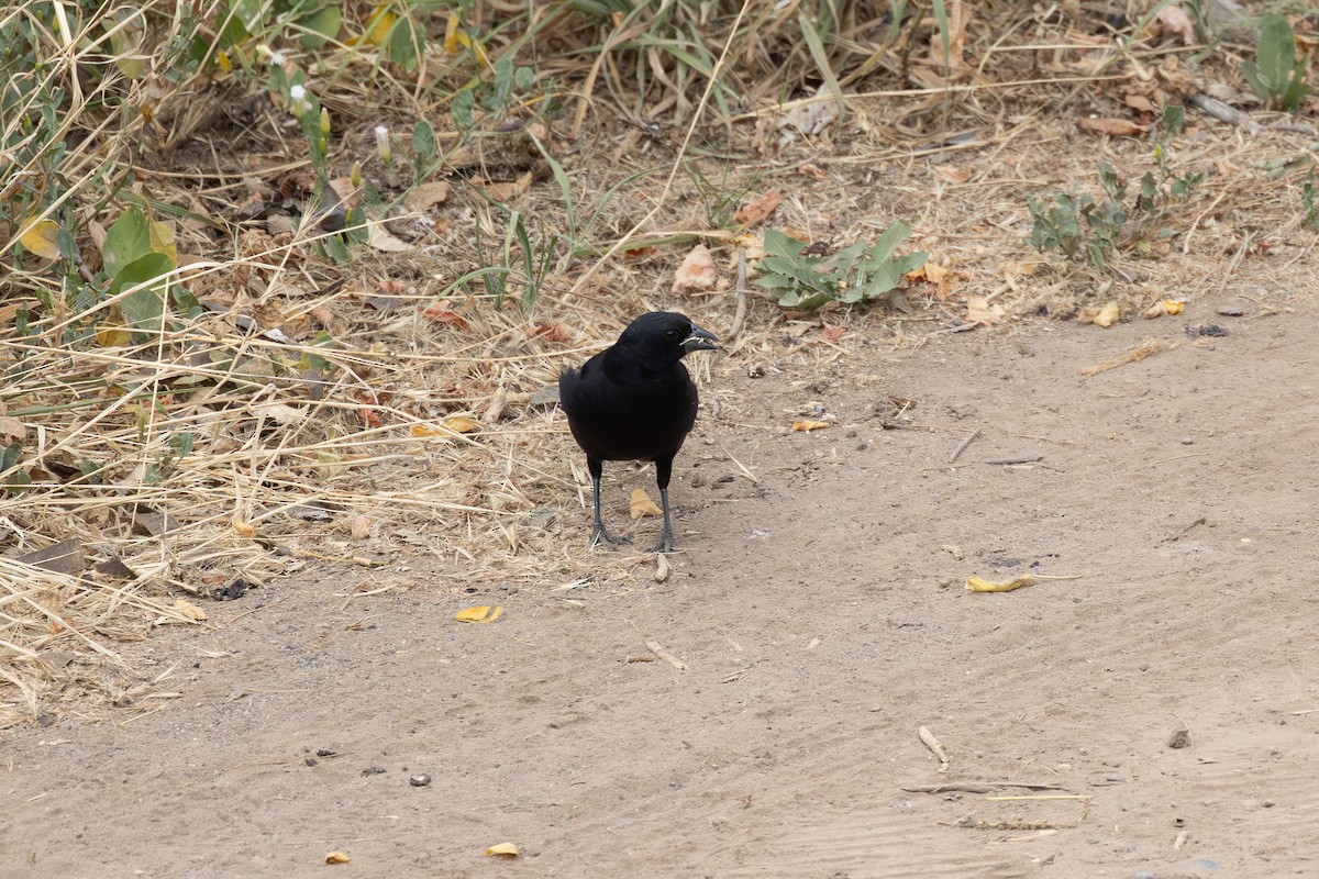 Screaming Cowbird - ML646488506