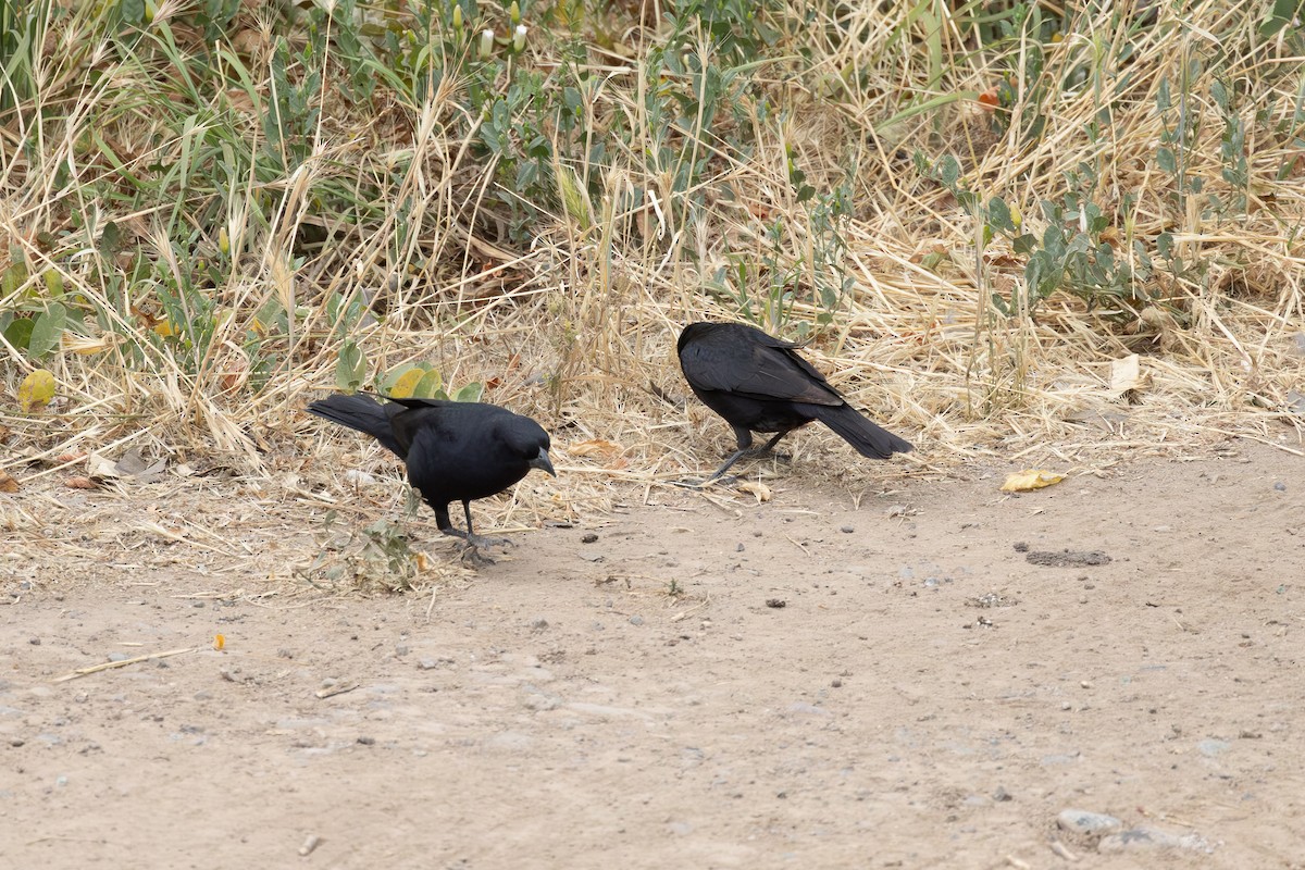 Screaming Cowbird - ML646488507