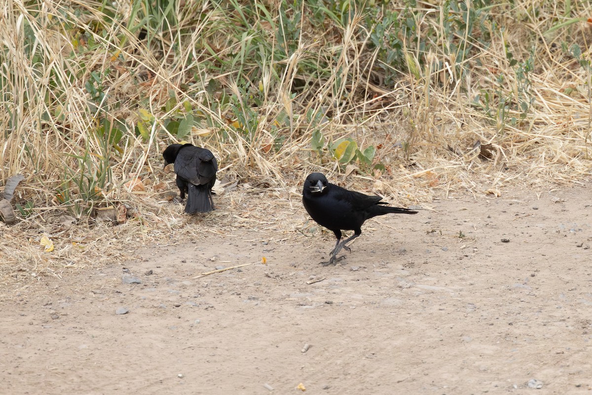 Screaming Cowbird - ML646488508