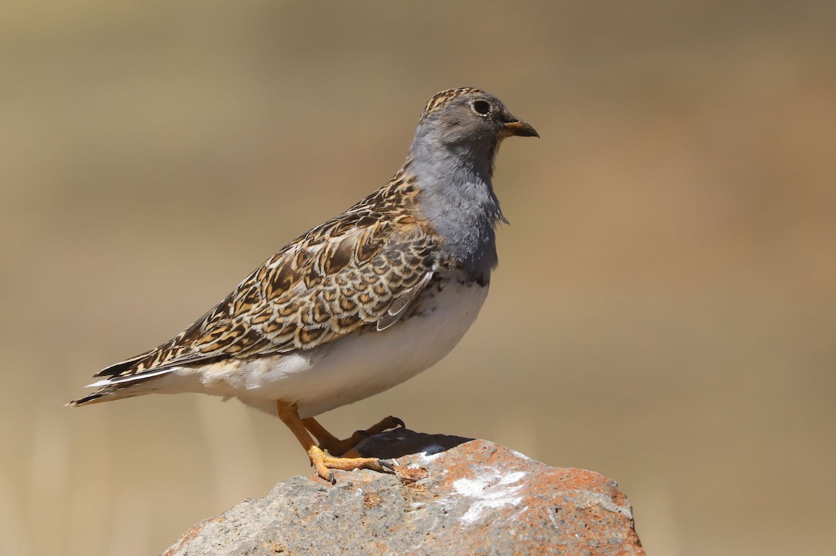 Gray-breasted Seedsnipe - ML646488510