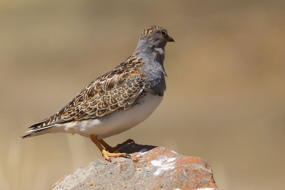 Gray-breasted Seedsnipe - ML646488511