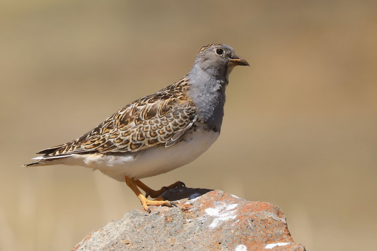 Gray-breasted Seedsnipe - ML646488512