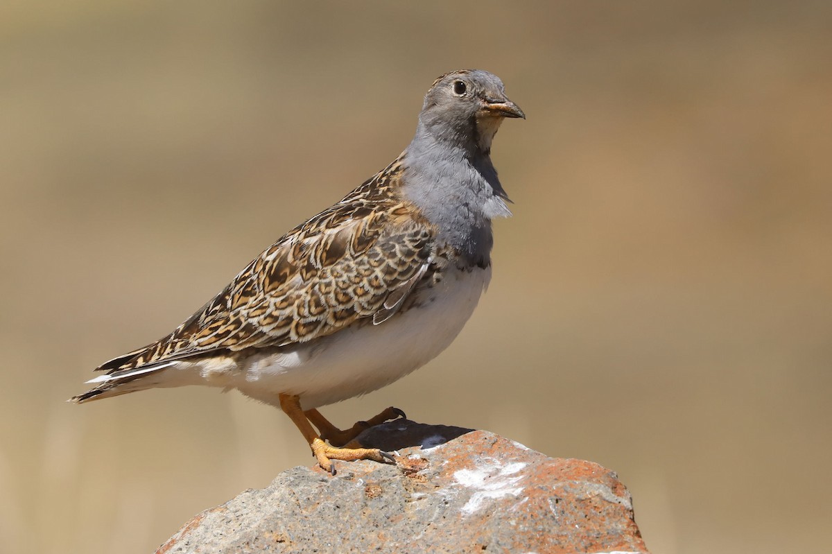 Gray-breasted Seedsnipe - ML646488513
