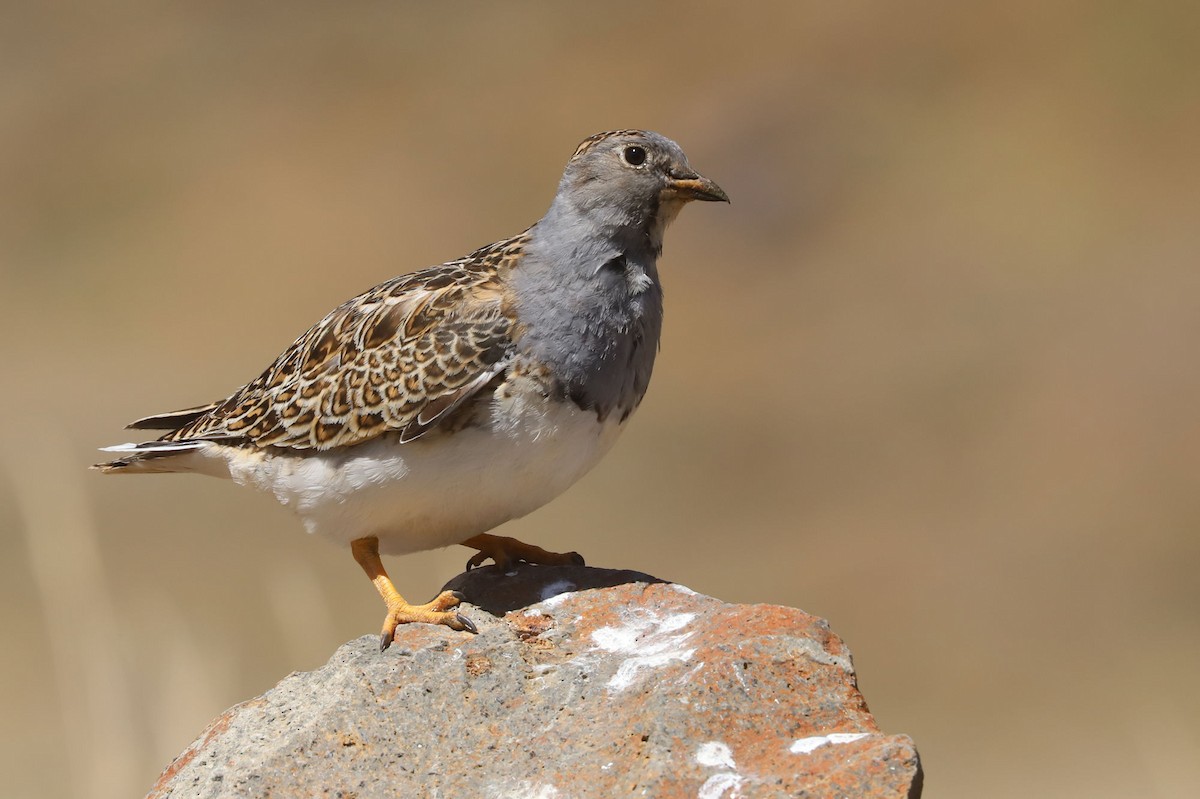 Gray-breasted Seedsnipe - ML646488514