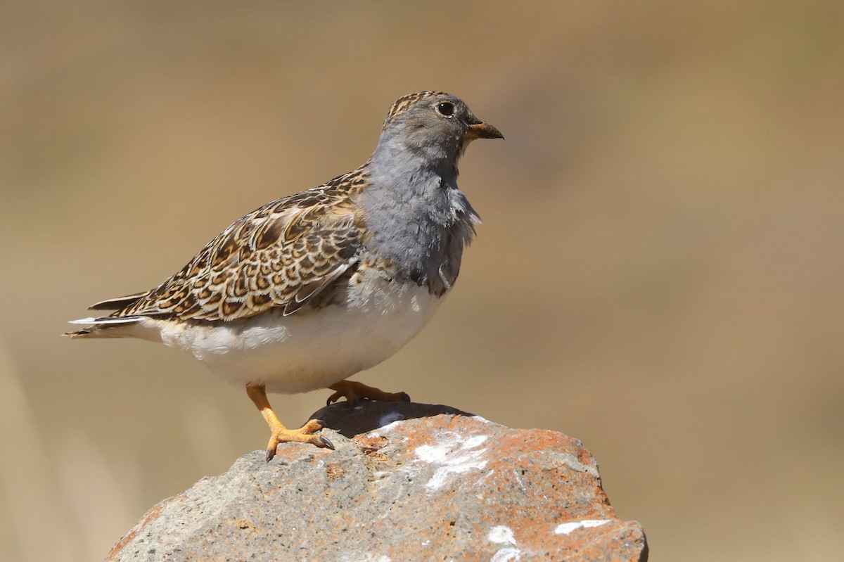 Gray-breasted Seedsnipe - ML646488515