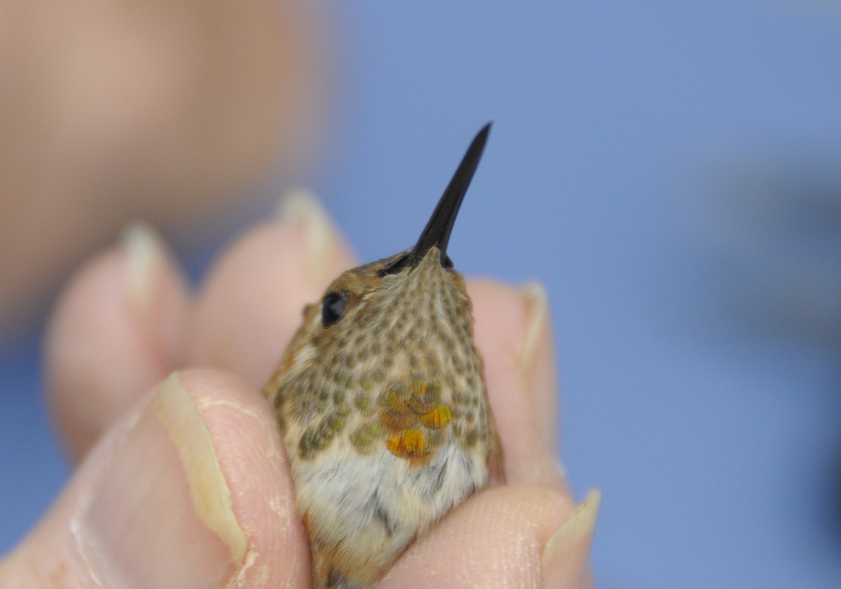 Allen's Hummingbird - ML646488522