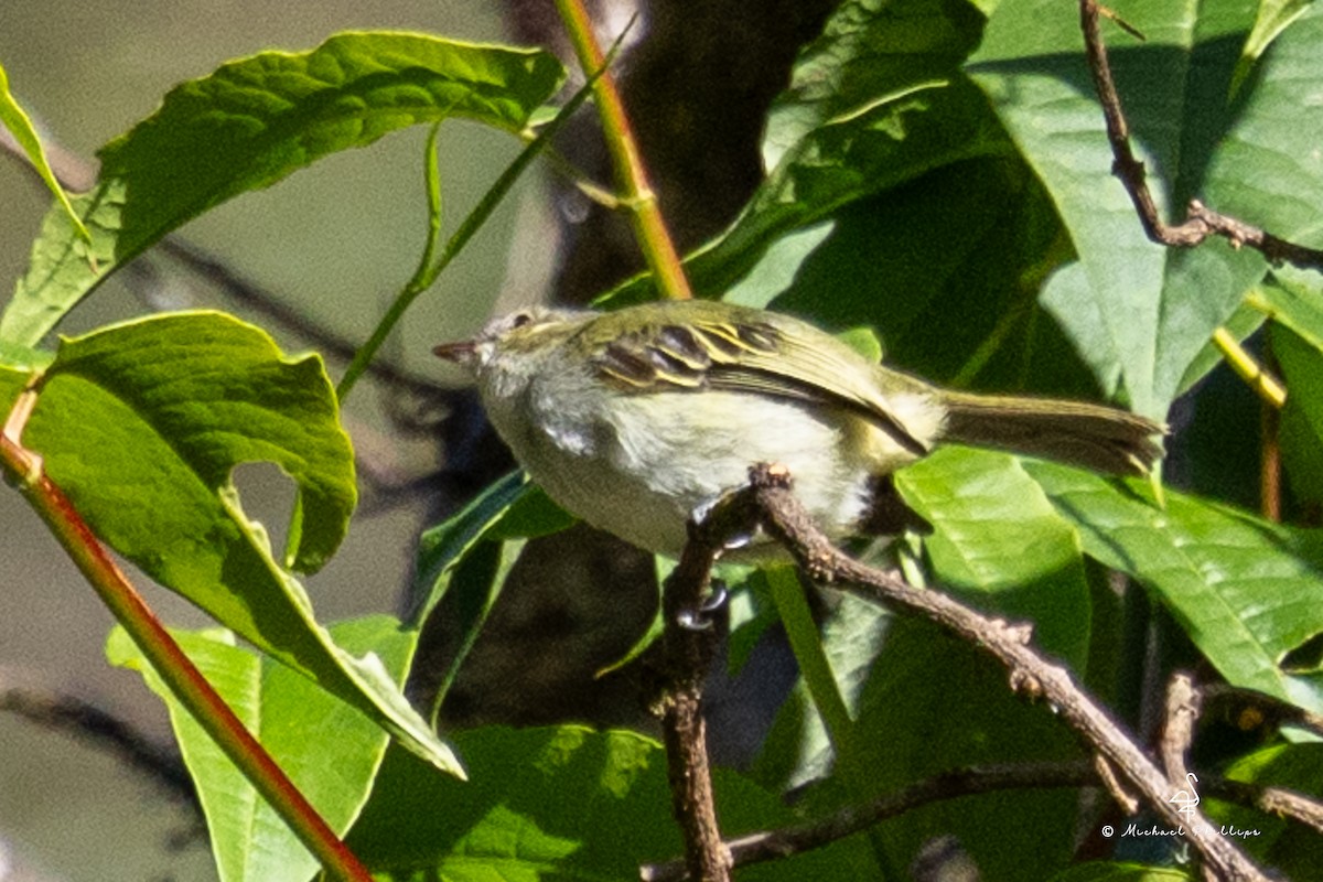 Tyranneau menu - ML646488523