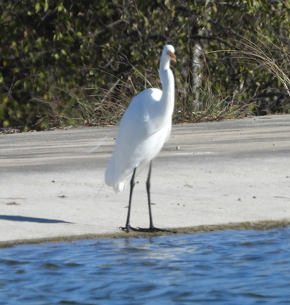 Grande Aigrette - ML646488524