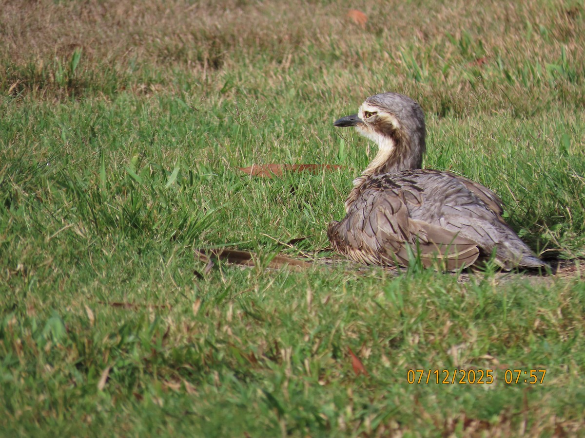 Oedicnème bridé - ML646488525