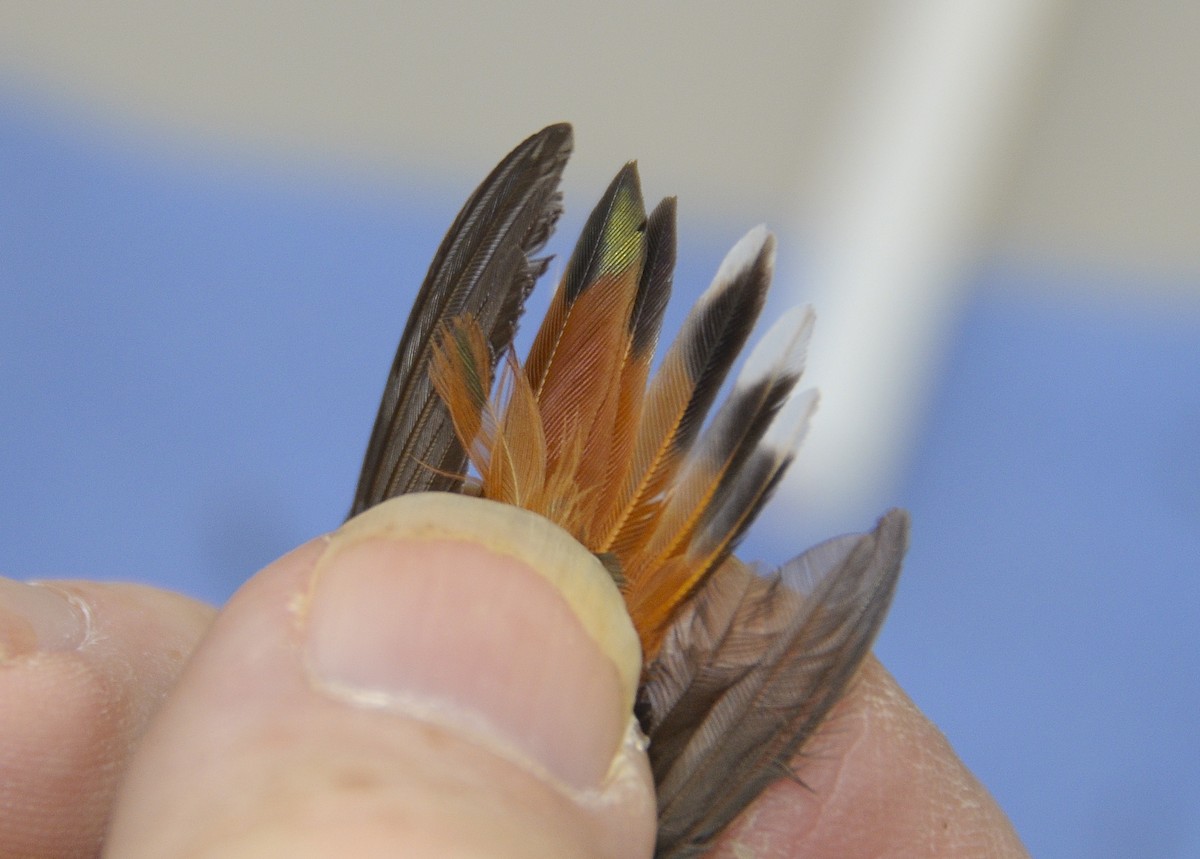 Allen's Hummingbird - ML646488526