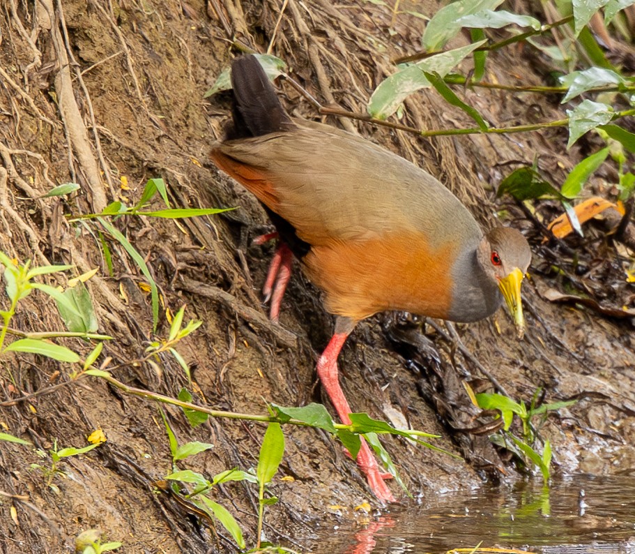 Râle de Cayenne - ML646488530