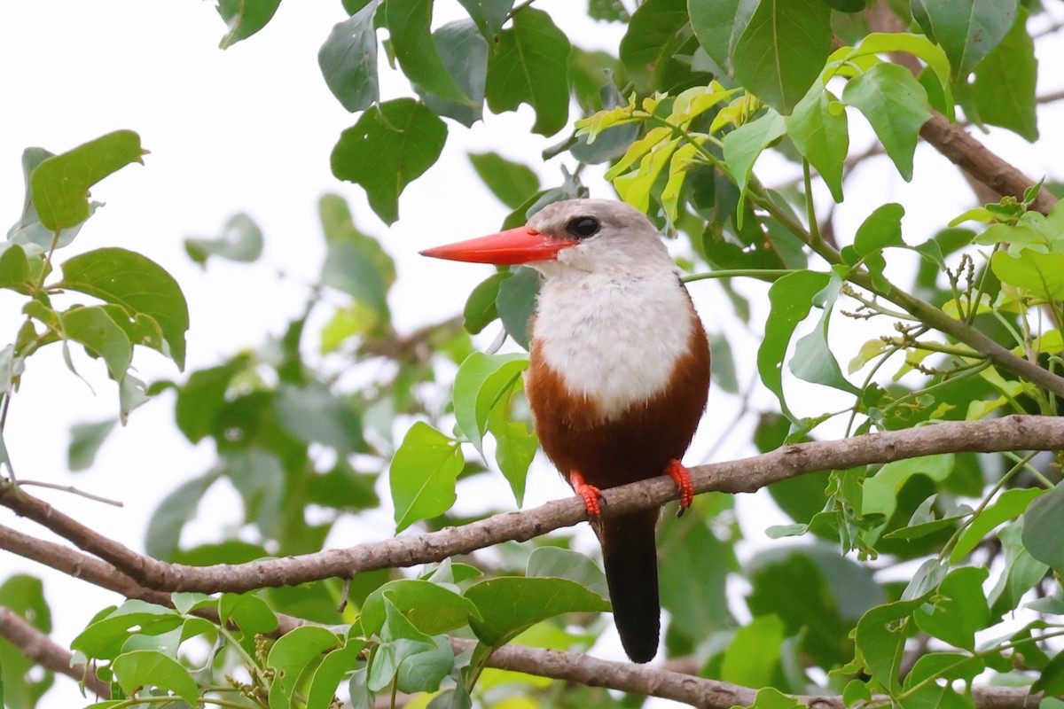 Martin-chasseur à tête grise - ML646488531