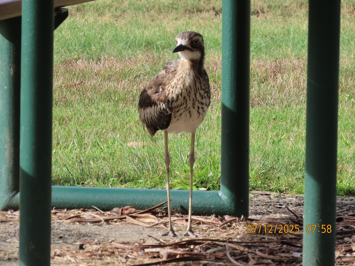 Oedicnème bridé - ML646488532