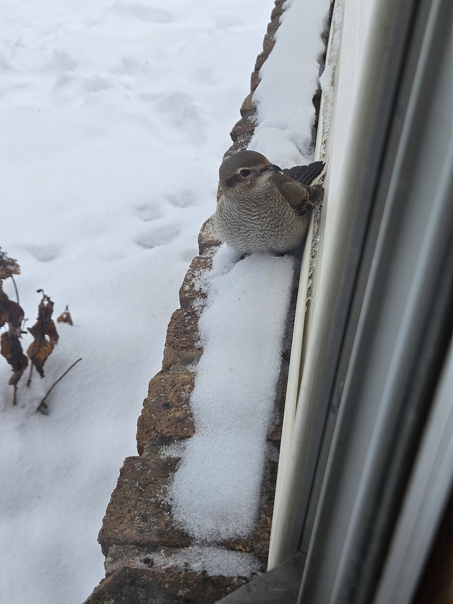 Pie-grièche boréale - ML646488533