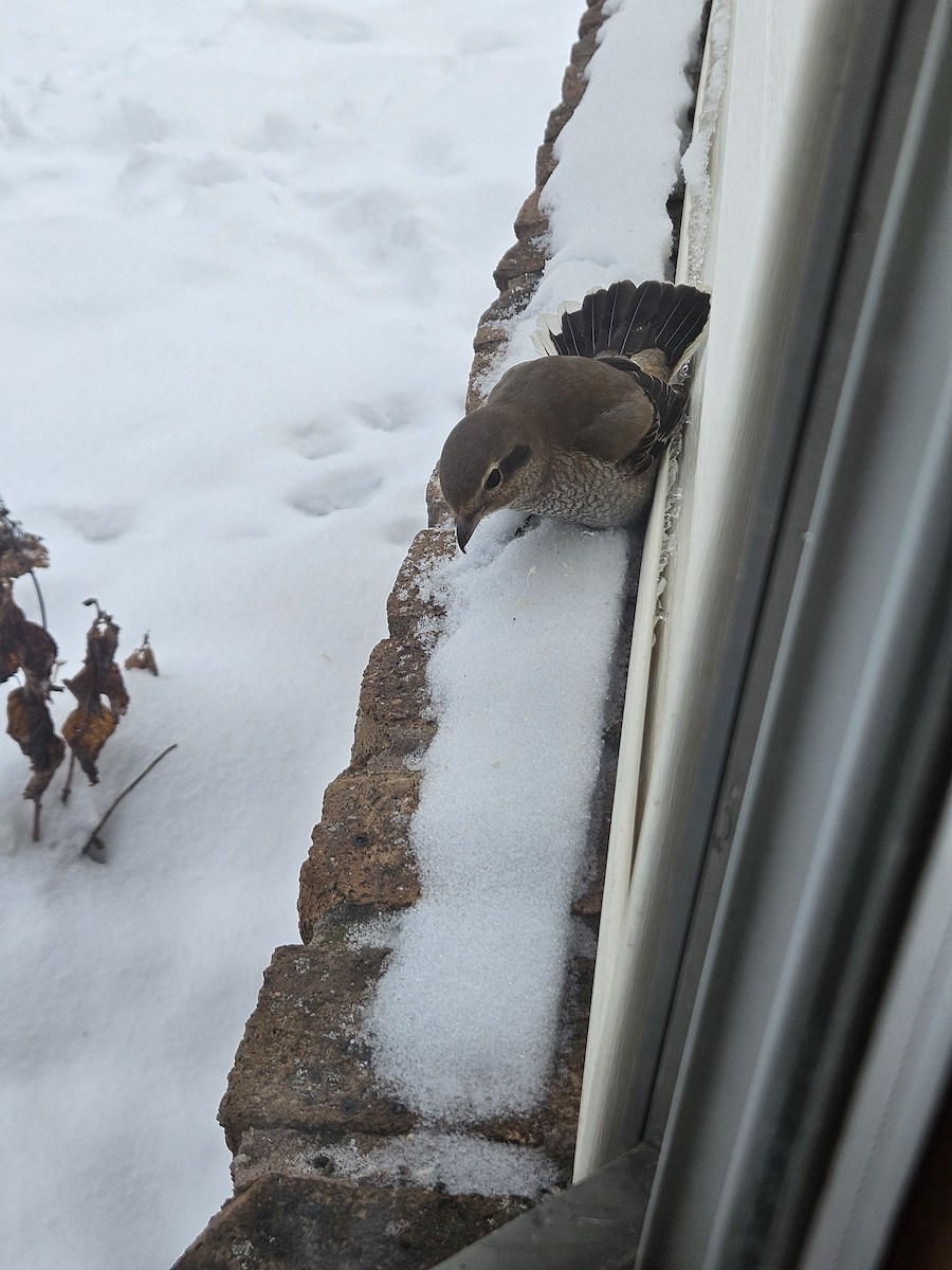 Pie-grièche boréale - ML646488534