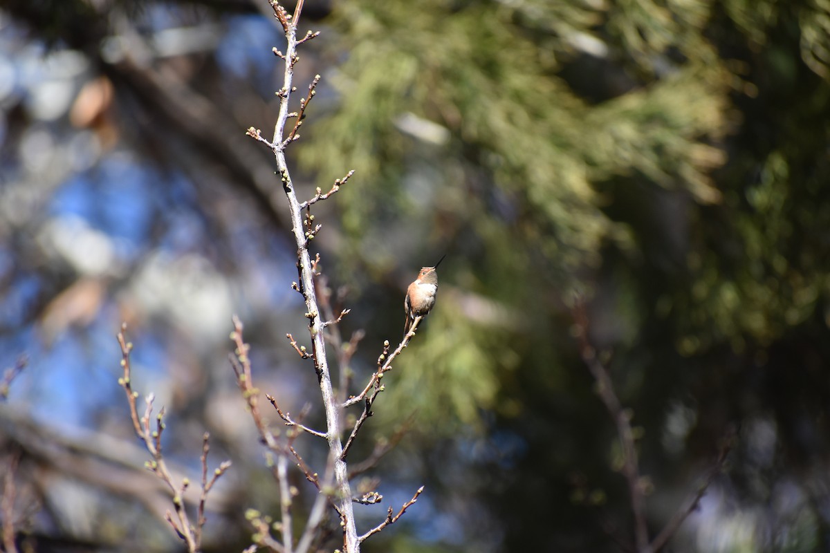 Colibri roux - ML646488536