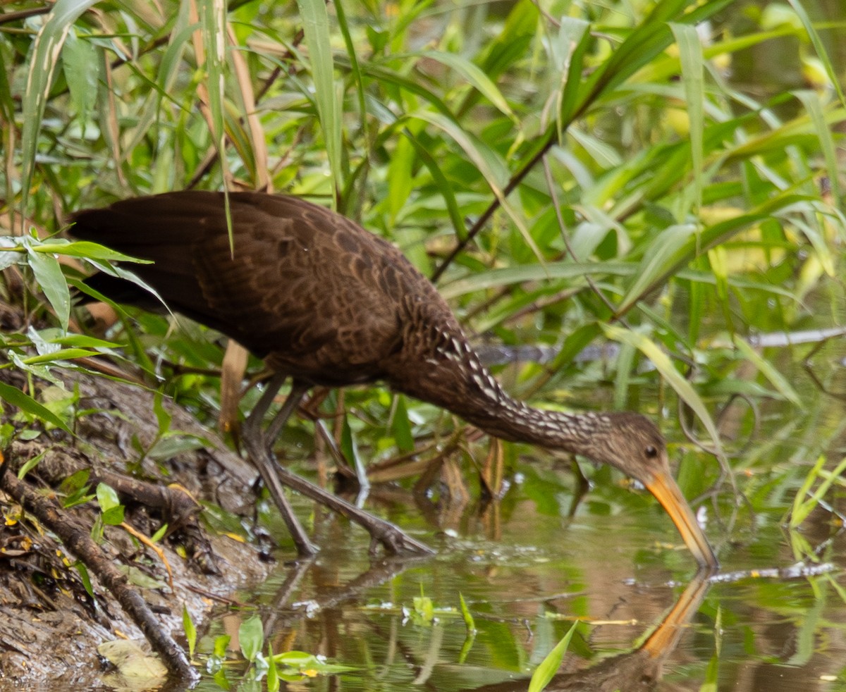 Courlan brun - ML646488537