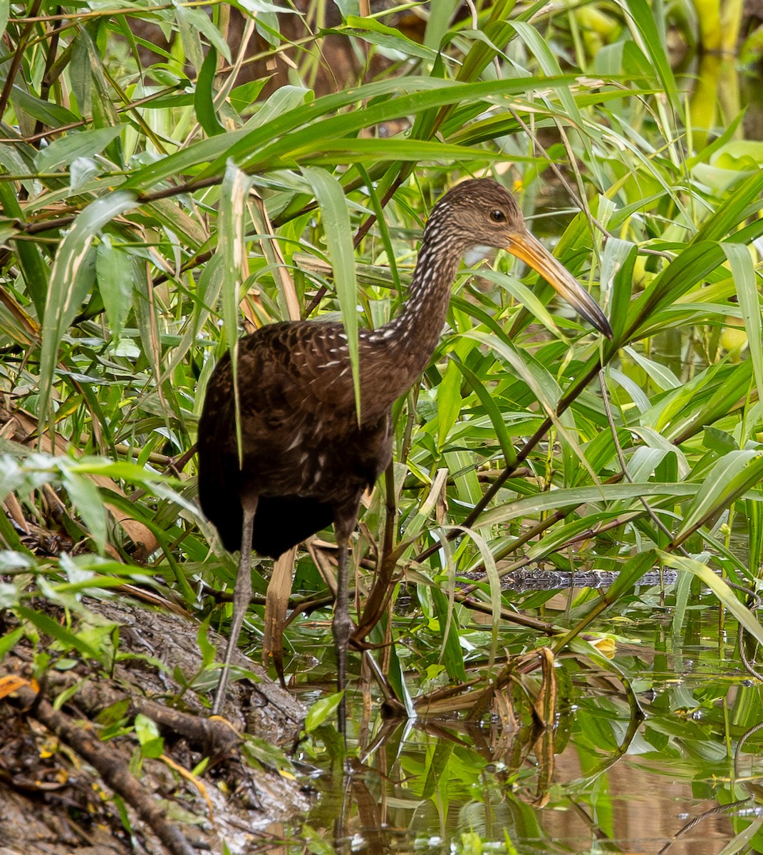 Courlan brun - ML646488538