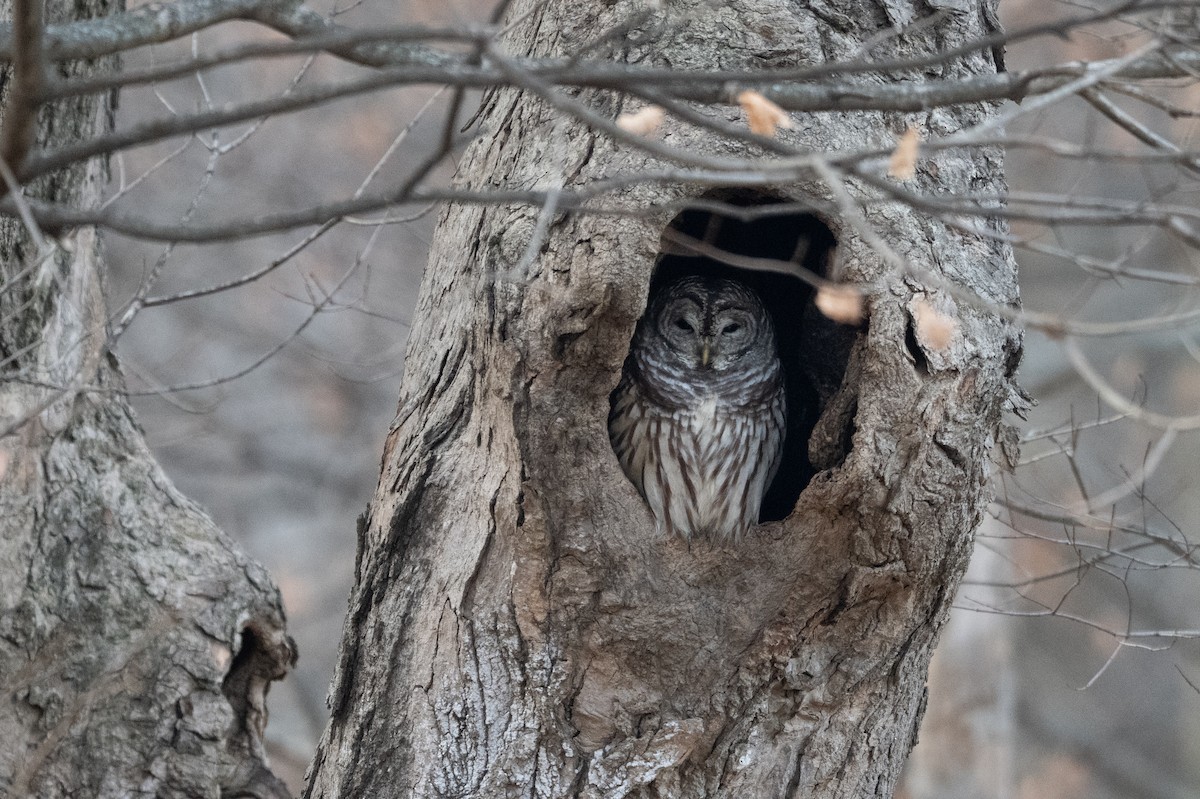 Chouette rayée - ML646488539
