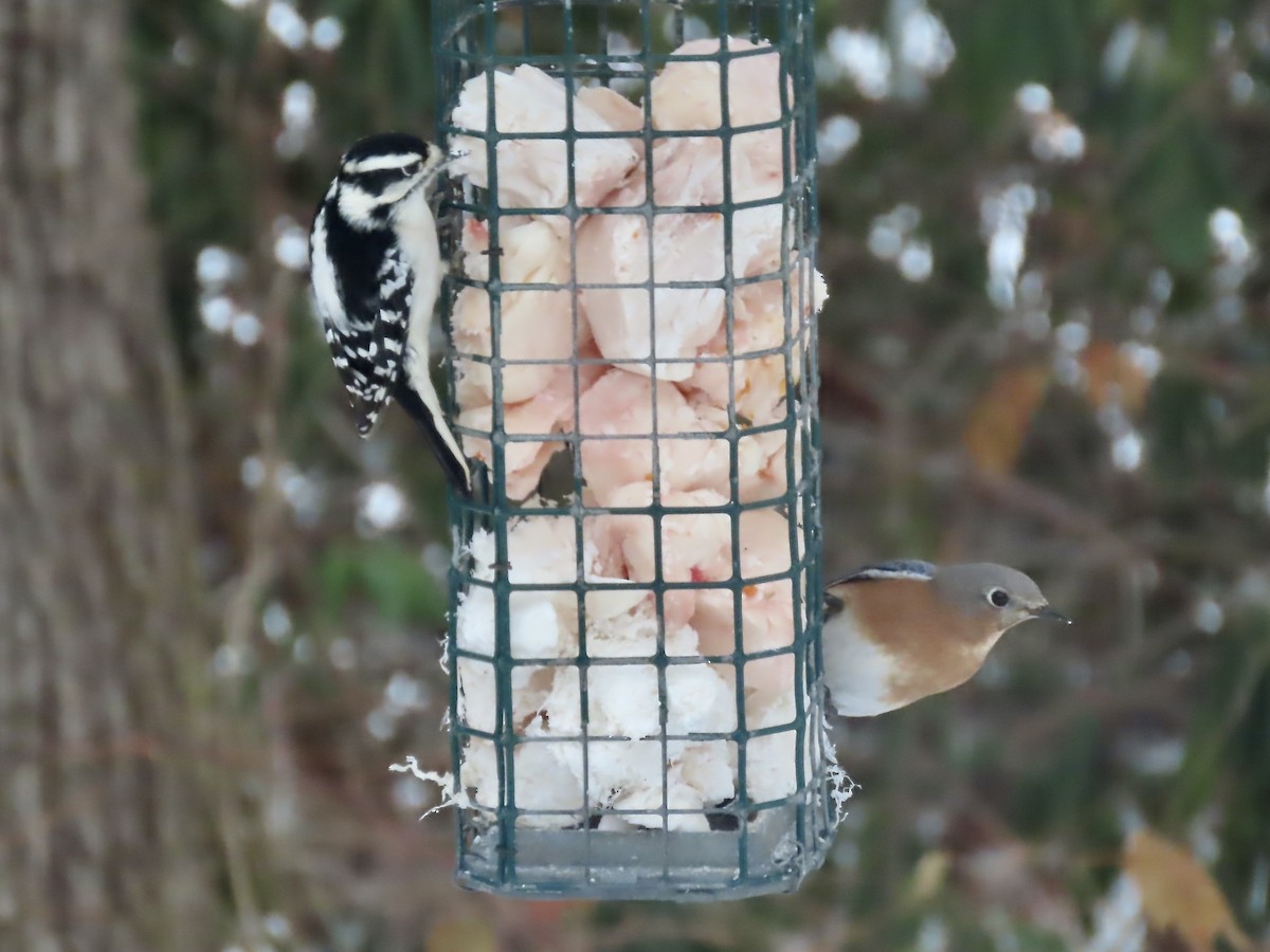 Pic mineur - ML646488540