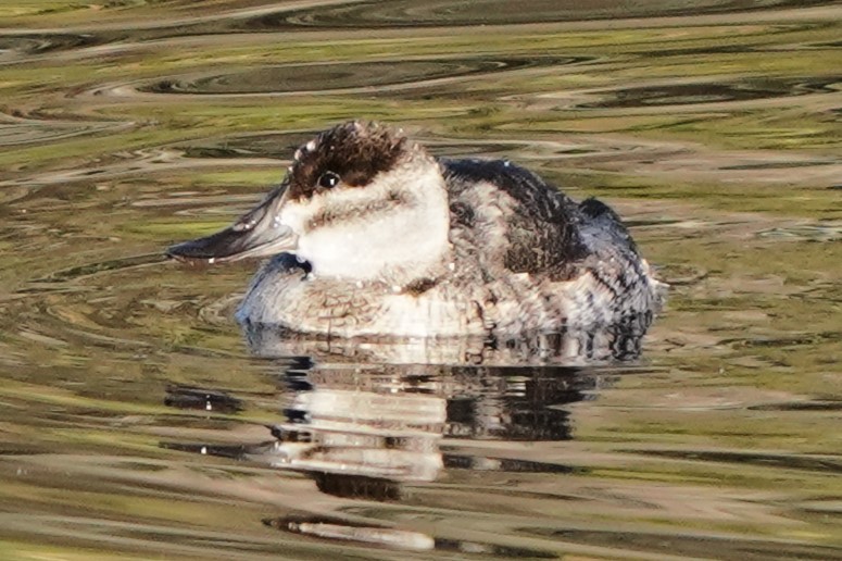 Érismature rousse - ML646488542