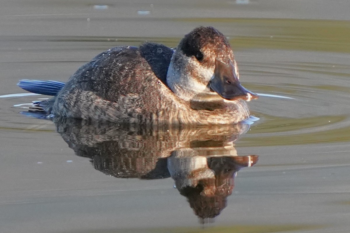 Érismature rousse - ML646488543
