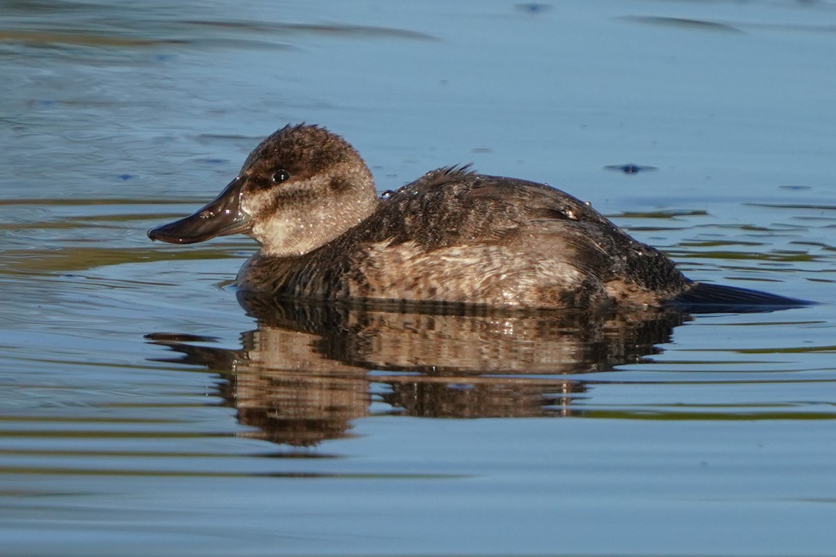 Érismature rousse - ML646488544