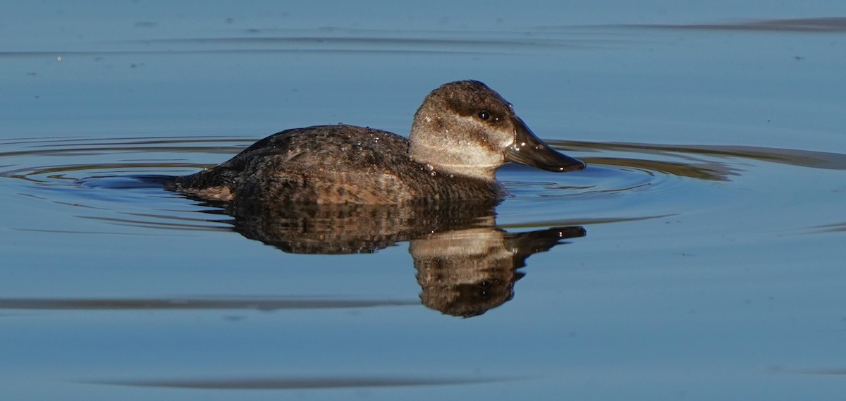 Érismature rousse - ML646488545