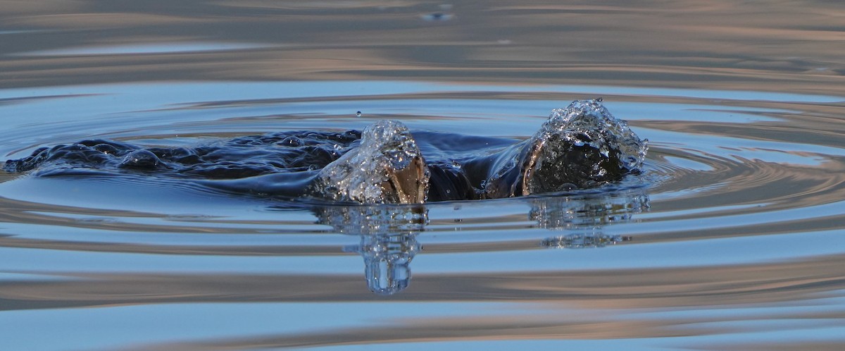 Érismature rousse - ML646488546