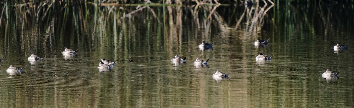 Érismature rousse - ML646488547