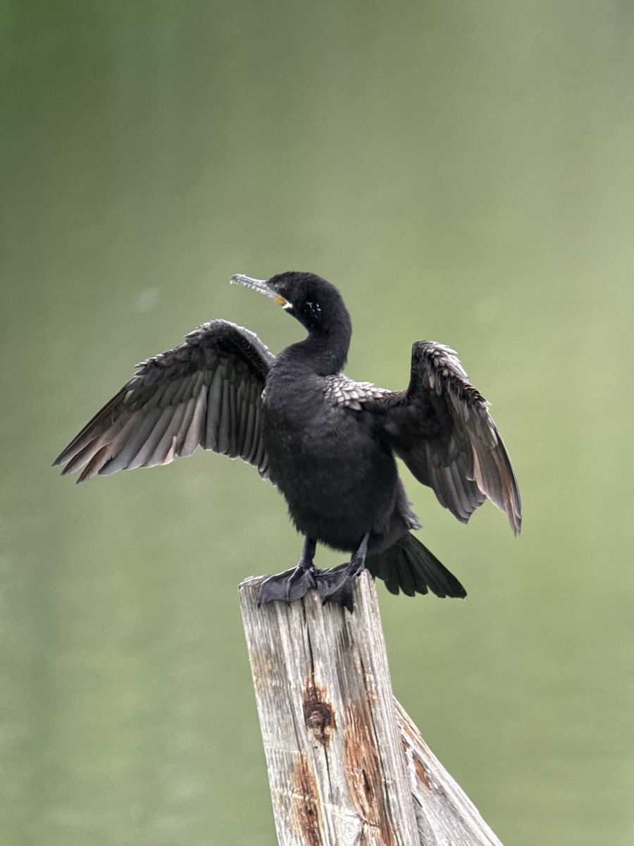 Cormoran vigua - ML646488548