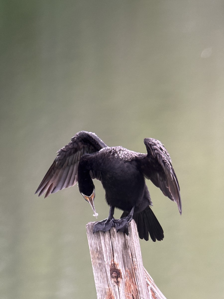 Cormoran vigua - ML646488549