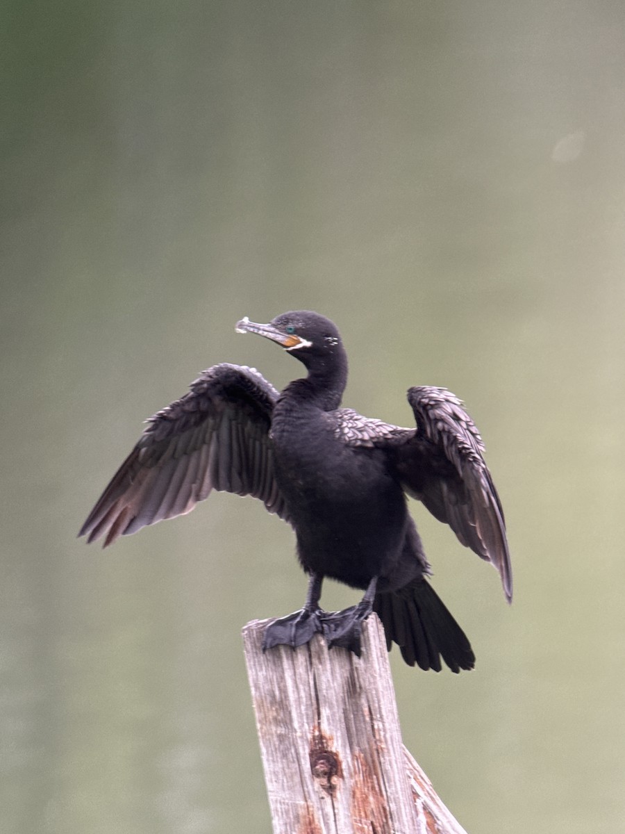 Cormoran vigua - ML646488550