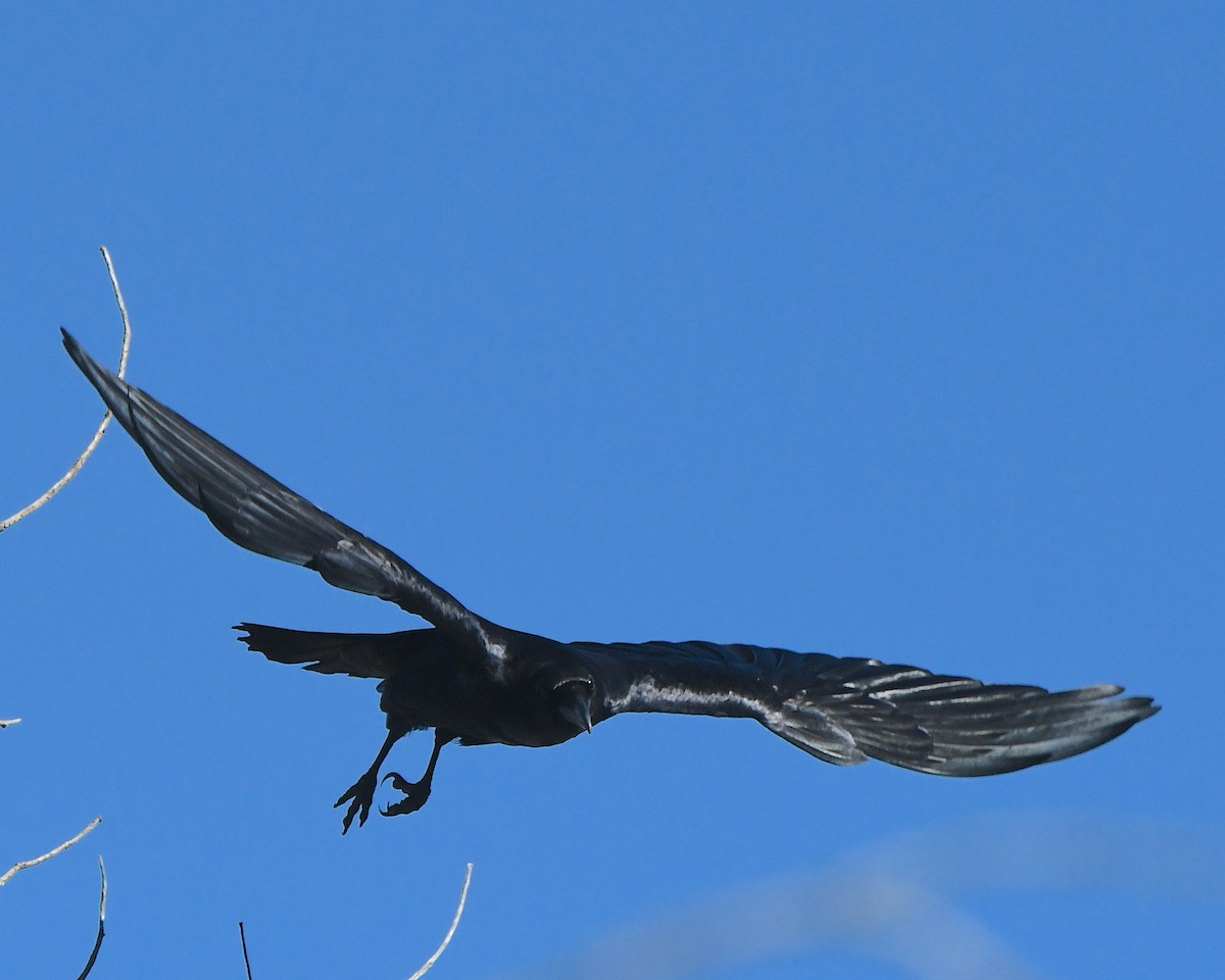 Grand Corbeau - ML646488551