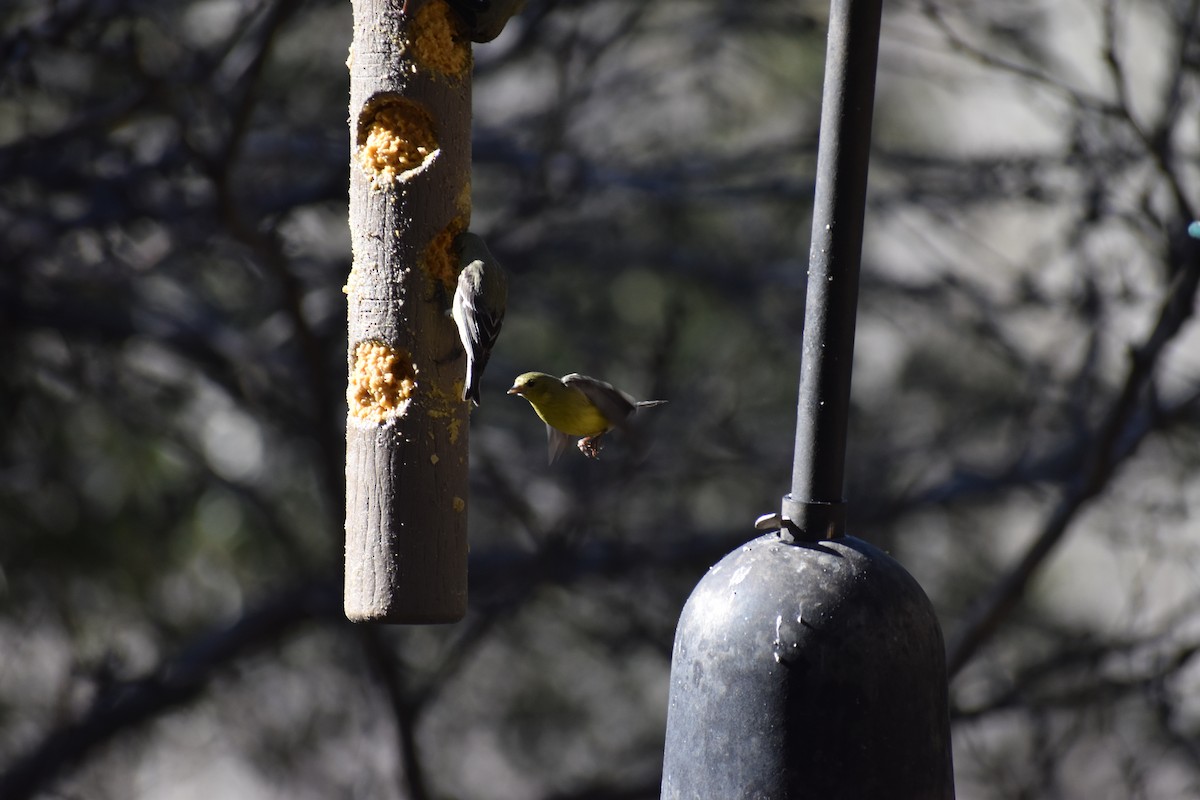Chardonneret mineur - ML646488552
