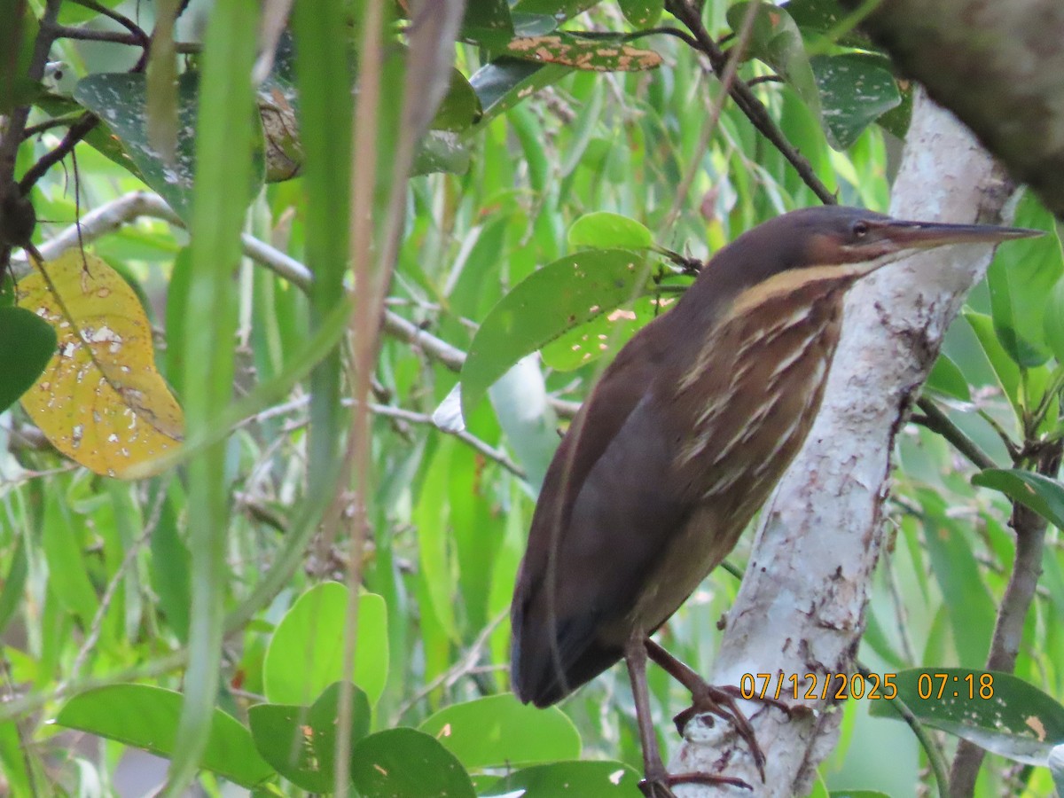 Schwarzdommel - ML646488553