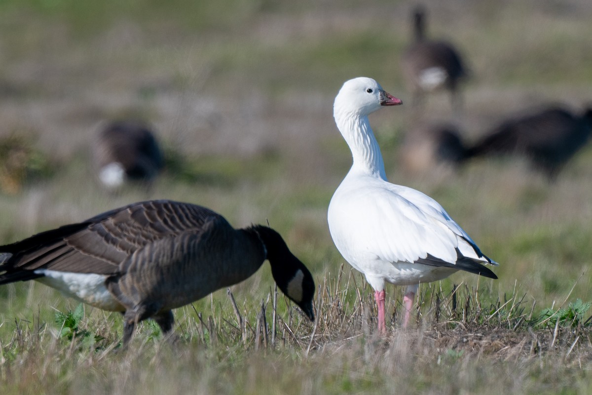 Ross's Goose - ML646488554