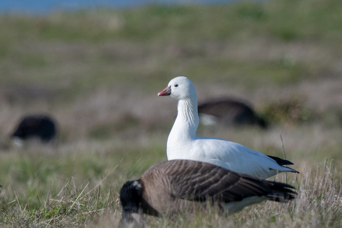 Ross's Goose - ML646488555