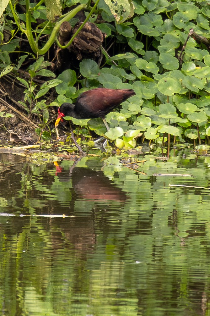 Jacana noir - ML646488556