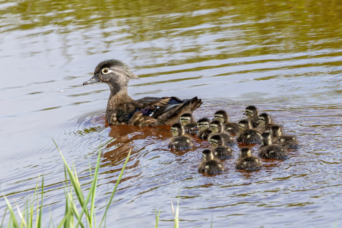 Canard branchu - ML646488557