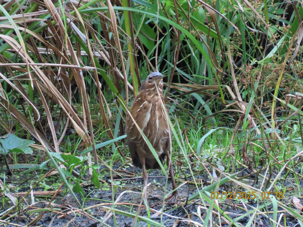 Schwarzdommel - ML646488558