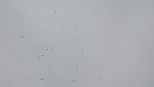 Corneja sp. - ML646488561