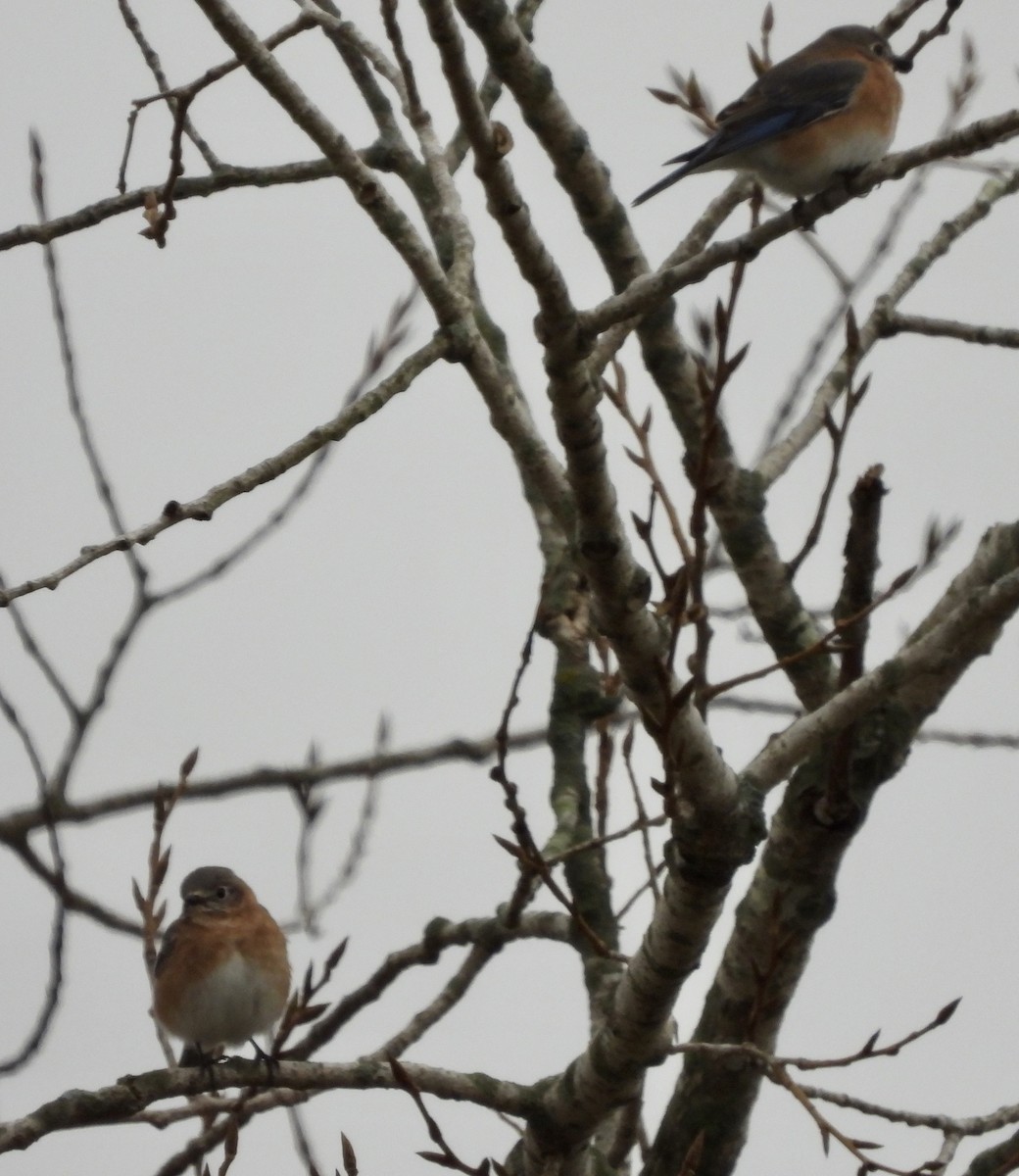 Eastern Bluebird - ML646488562